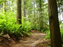 Singletrack Trail in Capitol State Forest WA px 