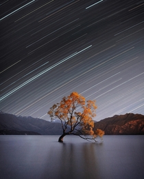 Skies Of Silver Leaves Of Gold  Wanaka Tree  Lake Wanaka South Island New Zealand   PhotographerIG IslandInTheSky
