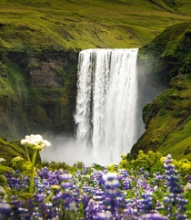 Skogafoss waterfall in Iceland with surrounding lupins  - more of my landscape at Insta glacionaut