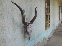 Skull of a Hungarian Grey Cattle on the wall of an abandoned farmer house 