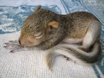 Sleeping Baby Squirrel 