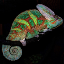 Sleeping Piebald Veiled Chameleon