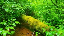 Sleepy overgrown creek Timber Oregon 