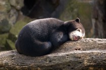 Sleepy Sun Bear Cub 