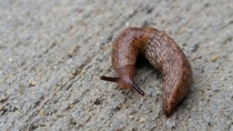 Slug after some rain 