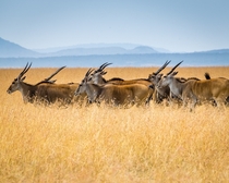 Small herd of Elands Narok Kenya Photo credit to Sutirta Budiman