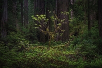 Small Tree Catching Light in The Redwood Forest USA 