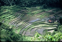 Small Village in Rice Terraces near Banaue Philippines  by Willard Losinger 