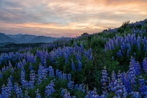 Smoky sunset and lupins from Mt CB Colorado 
