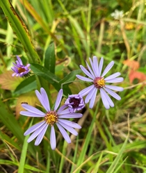 Smooth Blue Aster symphyotrichum laeve soaking up some mountain sun 