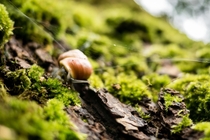 Snail in the forest near Loch Ness Scotland 