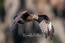 Snail Kite - in f flight Endangered special