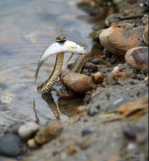 Snake with fish 