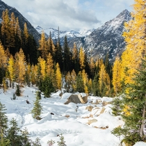 Snow and larches in the North Cascades 