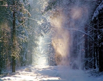 Snow being blown off a tree on a forest path  Photographed by Jacek Magryta