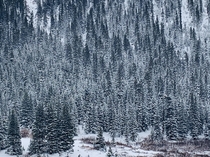 Snow Covered Forest Aspen OC