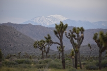 Snow-covered Mount San Gorgonio rises up above the desert of Joshua Tree National Park 