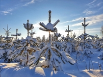 Snow-covered tree tops near Konnevesi Finland 
