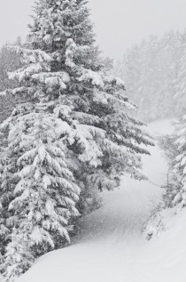 Snow-Covered Trees in Tyrol Austria 