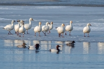 Snow Geese out for a stroll on the icy edge 