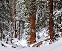 Snow in Sequoia National Park CA 