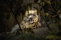 Snow Leopard at Roger Williams Zoo in Providence RI 