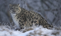 Snow leopard Russell Cheyne 