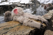 Snow Monkeys enjoying a warm bath 