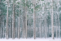 Snow on pines Rockingham North Carolina 