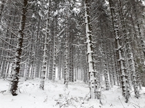 snow sideways in german forest 