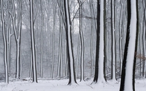 Snow Striped Forest xpost from rpics 