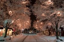 Snow Trees in Waynesville NC  by Ed Kelley