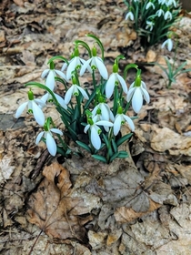 Snowdrops in Pittsburgh