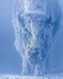 Snowy bison