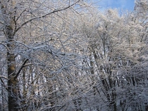 Snowy branches under a blue Canadian sky 