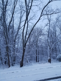 Snowy woods in Massachusetts 