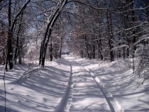 Snowy Woods in Oklahoma 