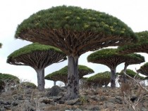 Socotra Dragon Trees Socotra archipelago 