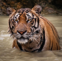 Soggy Tiger Panthera tigris  x 