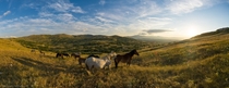 Solar yoga for wild horses in Livno Bosnia 