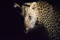 Solencia the night stalker Panthera pardus At the Sabi Sands reserve South Africa 