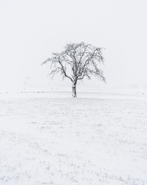 Solitude  I find myself driving past this lone tree everyday on my way to work here in Interlaken Switzerland hardly paying any attention to it It was not until a recent snow storm here that I noticed the beauty and photographic potential of this tree Ins