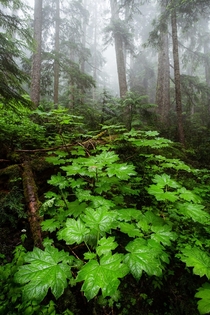 Some coastal temperate rainforest on a wet afternoon Whistler Canada  Social mikemarkov