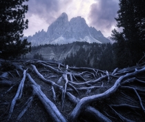 Some cool roots on a cloudy day in the Dolomites Utia de Borz Italy  x