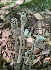 Some Monotropa Uniflora Indian Pipe that I found on a hike