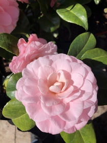 Some of our camellias are in full bloom already