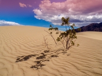 Some plants just like to play life on hard mode Mesquite Flat Sand Dunes Death Valley California 