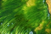 Some seagrass in a tide pool - La Jolla CA 