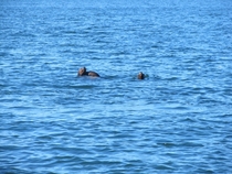 Some seals that kept us company as we kayaked 