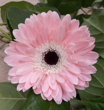 Someone said this ever so perfect gerbera would be appreciated here I came across it yesterday while needing something pink for a floral arrangement
